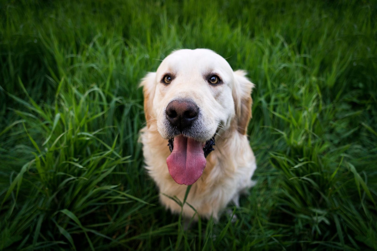 A dog whose wellbeing is being monitored with MHERA™