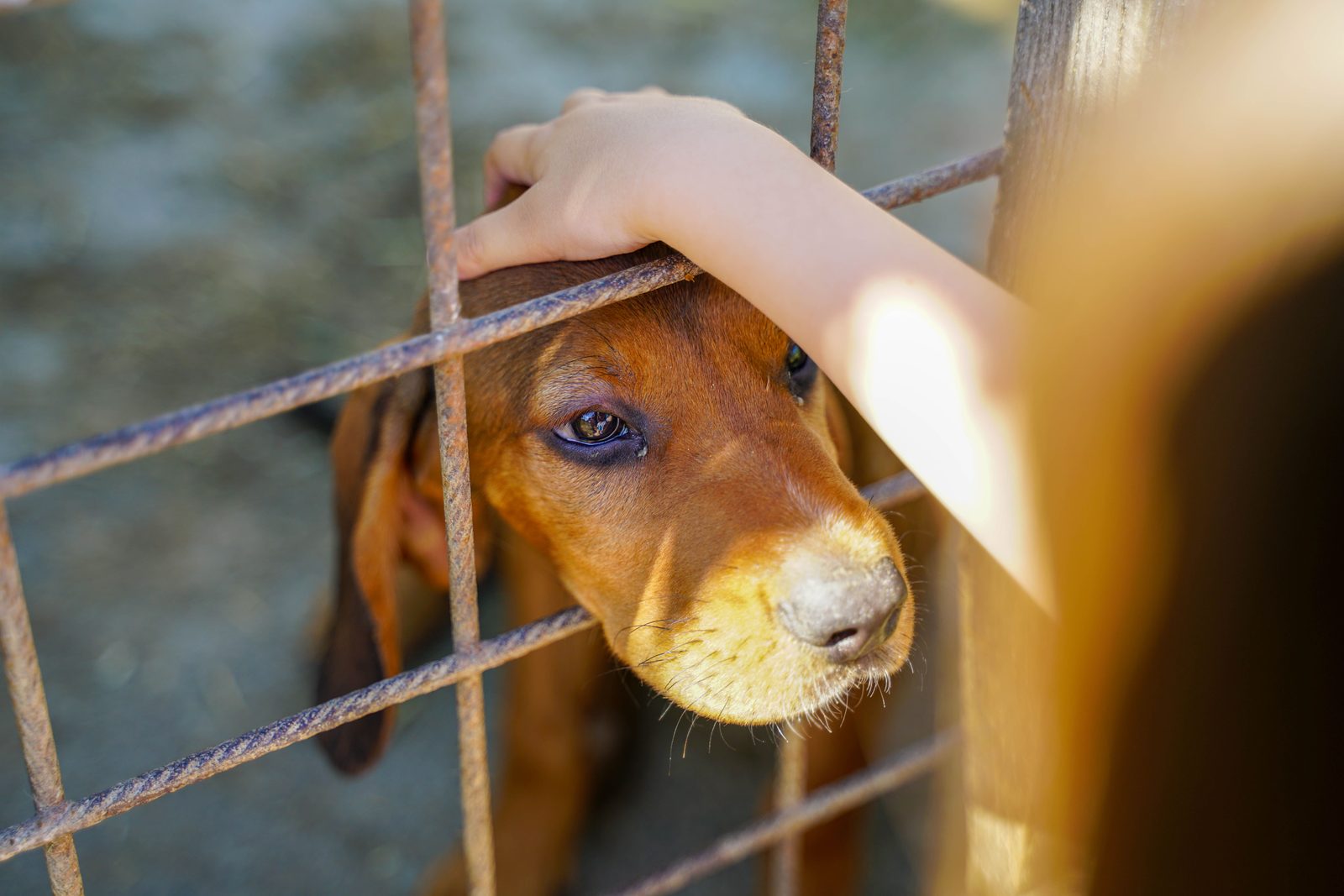 A dog in a rescue and care facility