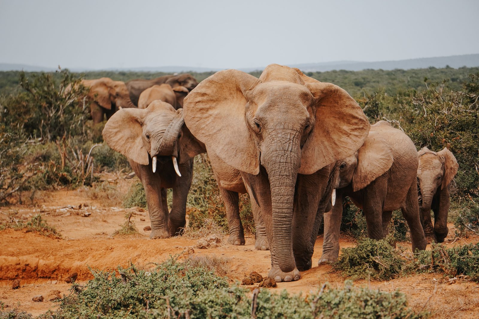 A herd of elephants in the wild