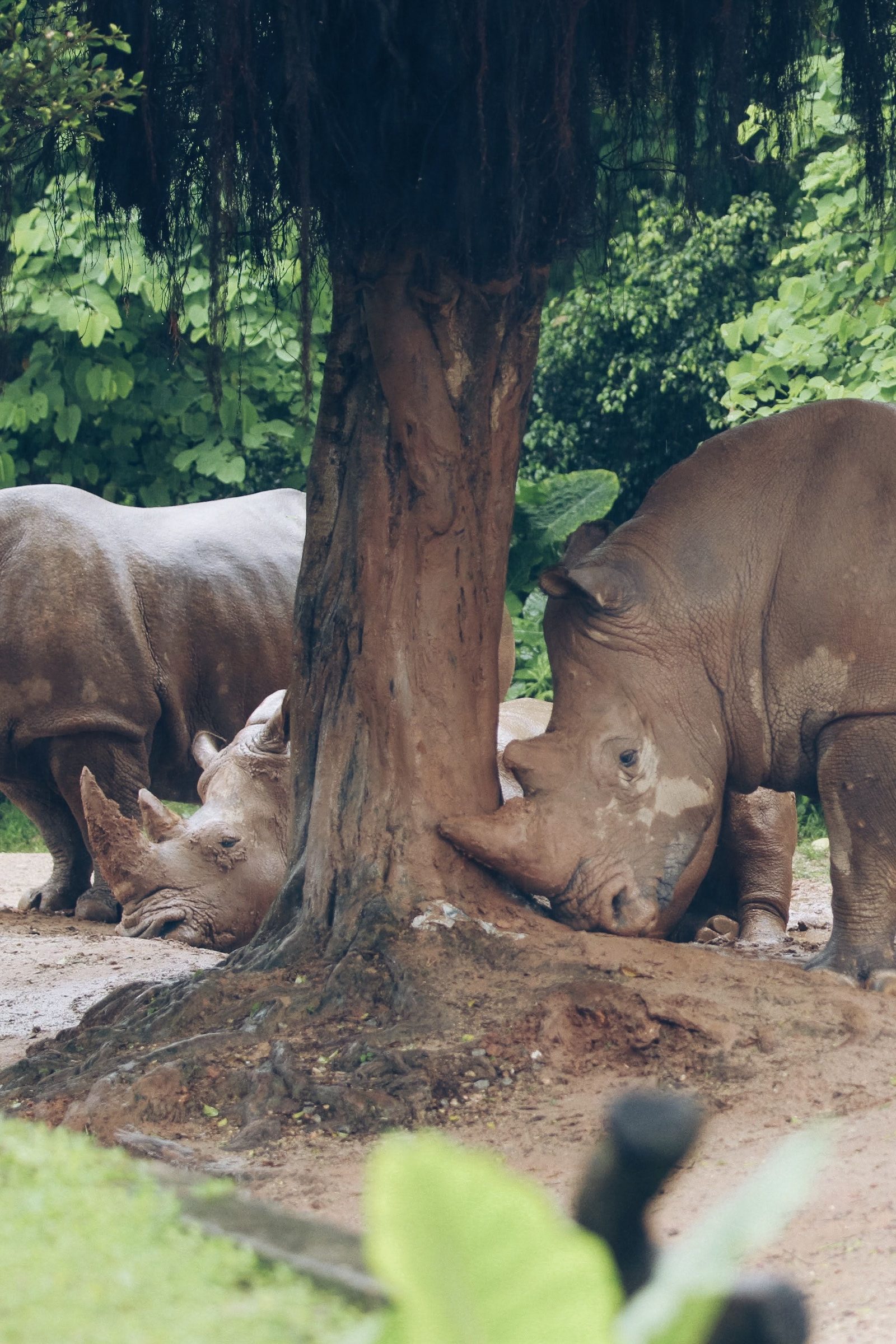 White rhinos in a captive wildlife setting